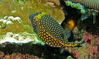 Mâle (Sulawesi, Indonésie)