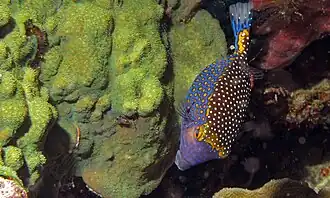 Mâle (Sulawesi, Indonésie)