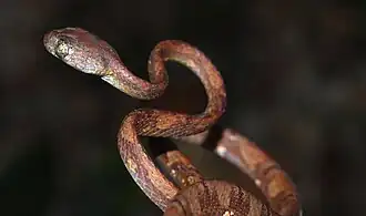 Description de l'image White-spotted Cat Snake (Boiga drapiezii) (8786383190).jpg.