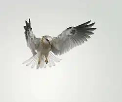 Élanion à queue blanche (Elanus leucurus), un juvénile.