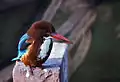 Parc national de Keoladeo, Inde