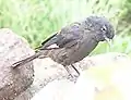 ♀