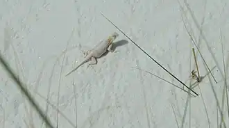Description de l'image WhiteSandsBleachedEarlessLizard.jpg.