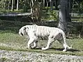 Tigre blanc