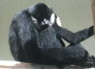 Description de l'image White Cheeked Gibbon Male.jpg.