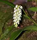 Orchidée blanche