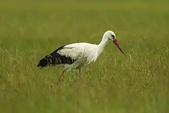 Cigogne blanche