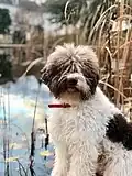 lagotto blanc et brun clair.