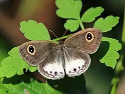 Ypthima ceylonica