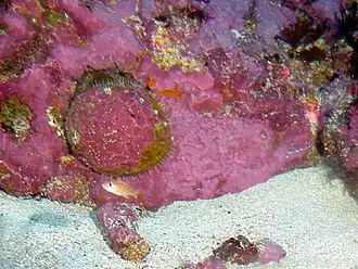 Description de l'image Whiteabalone 300.jpg.