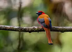 Male de dos, vers le mont Kinabalu, en Malaisie. Avril 2023.
