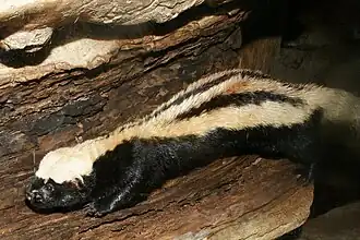 Zorille à nuque blanche (Poecilogale albinucha).