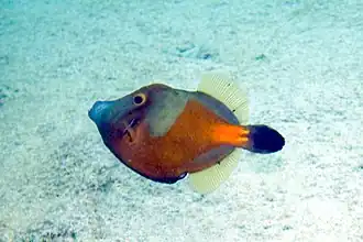 Cantherhines macrocerus