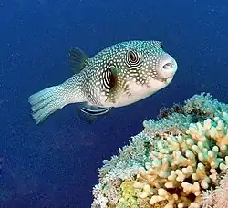 Arothron hispidus