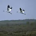 Grues