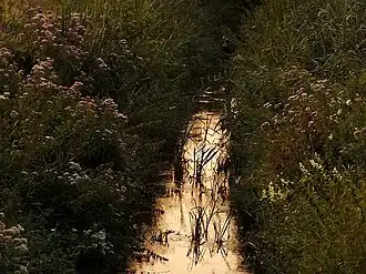 Zalesie (Kodrąb)