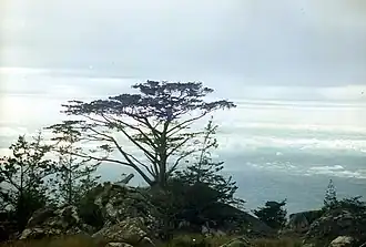 Description de l'image Widdringtonia whytei Mulanje Malawi.jpg.
