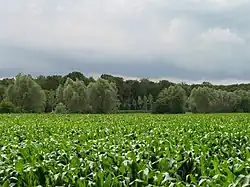 Bois de Wynendaele