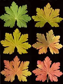 Coloration des feuilles du printemps (en haut à gauche) à l'automne (en bas à droite)