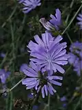 Chicorée sauvage