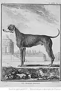 Le Grand Danois, dessiné par De Sève.