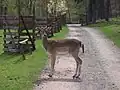 un daim en libertésur une piste