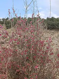Atraphaxis, Iran