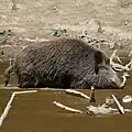 Sanglier