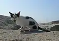 Un chat haret « arlequin ».