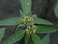 Feuilles allongées
