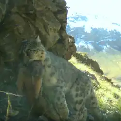 Une panthère des neiges emportant dans sa gueule une Marmotte de l'Himalaya