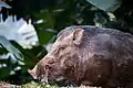 Sanglier (cochon sauvage)