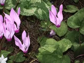 Cyclamens sauvages.