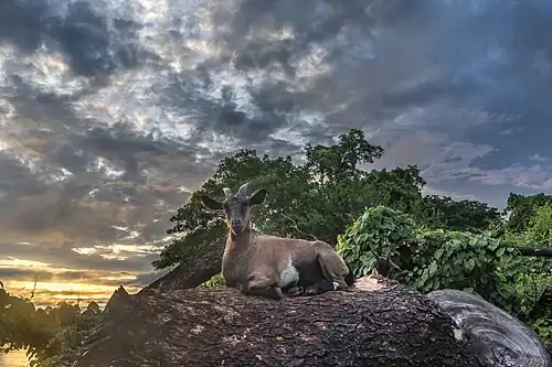 Une chêvre sauvage allongée sur une souche d'arbre sous des nuages colorés au lever du soleil à Don Kek, près de Don Det.