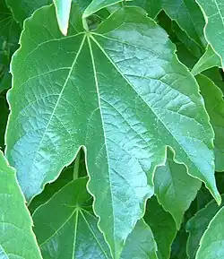 Feuilles