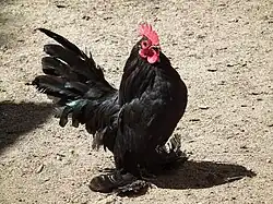Coq noir