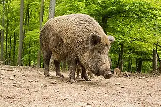 Sus scrofa (Suidae)