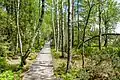 Chemin vers le Wildsee.