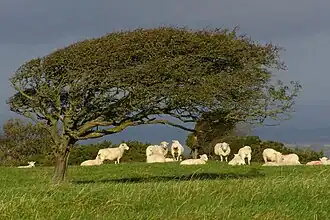Photo prise sur l'île de Purbeck, au bord de la Manche.
