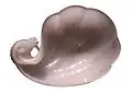 Coupe au nom de Shâh Jahân, Inde, 1656-57La coupe à vin de l'empereur moghol Shâh Jahân mêle avec délicatesse un motif végétal et une tête de bélier.