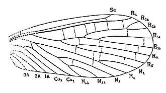 Description de l'image Wing of Metropator pusillus.jpg.