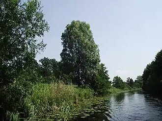 Winiec (Miłomłyn)