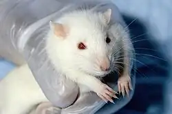 Un rat blanc
