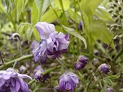 Wisteria floribunda "Violacea Plena", fleurs.