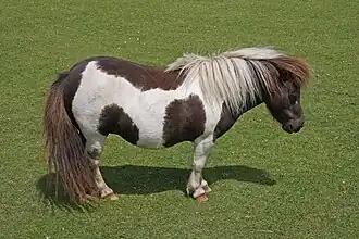 poney endormi vu de profil.