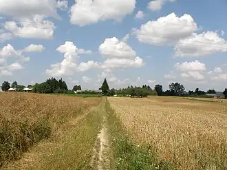 Witoldów (Chełm)