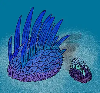 Wiwaxia, assez semblable aux actuels Scotoplanes mais couvert d'écailles et d'épines chitineuses et proche des actuels vers annélides