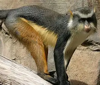 Mone de Wolf (Cercopithecus wolfi)