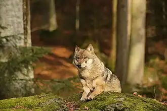 Loup.