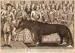 Présentation du loup des Chazes à la cour de Versailles. Coiffé d'un tricorne, Robert-François-Marc Antoine de Beauterne, fils cadet de François Antoine, figure au premier plan, à gauche de la gravure. Portant le cordon bleu et la croix de l'ordre du Saint-Esprit, Louis XV palpe la bête naturalisée et fixée à une planche. La reine Marie Leszczynska se tient à la droite du souverain. Gravure publiée chez Mandare, rue Saint-Jacques.
